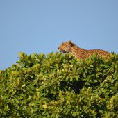  The Serengeti, TZ